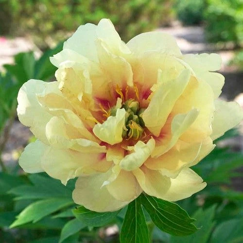 Peony Canary Brilliants - 1 Bulb 6 Peony Canary Brilliants - 1 Bulb - Image 4