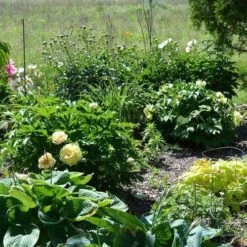 Peony Canary Brilliants - 1 Bulb 20 Peony Canary Brilliants - 1 Bulb -Garden Care Shop canary brilliants fd richards flickr garden