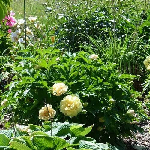 Peony Canary Brilliants - 1 Bulb 11 Peony Canary Brilliants - 1 Bulb - Image 9