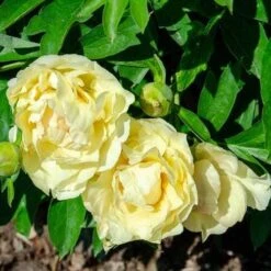 Peony Canary Brilliants - 1 Bulb 22 Peony Canary Brilliants - 1 Bulb -Garden Care Shop canary brilliants fd richards flickr2