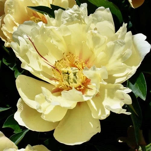 Peony Canary Brilliants - 1 Bulb 3 Peony Canary Brilliants - 1 Bulb