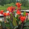Canna Bronze - 1 Bulb