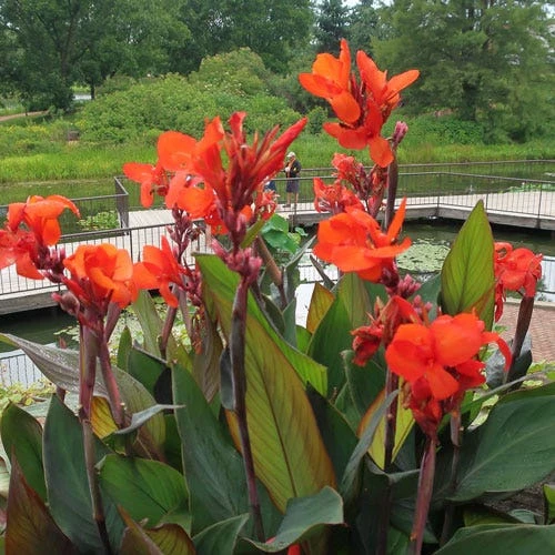 Canna Bronze - 1 Bulb 3 Canna Bronze - 1 Bulb