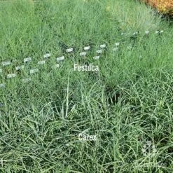 Carex Blue Cascade 11 Carex Blue Cascade -Garden Care Shop carex v festuca compare