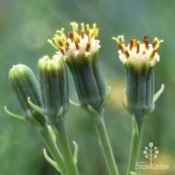 Senecio Chalk Sticks - Succulent 22 Senecio Chalk Sticks - Succulent -Garden Care Shop chalk sticks flowers side