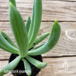 Senecio Chalk Sticks - Succulent 23 Senecio Chalk Sticks - Succulent -Garden Care Shop chalk sticks leaf 1
