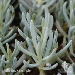 Senecio Chalk Sticks - Succulent 21 Senecio Chalk Sticks - Succulent -Garden Care Shop chalksticks tubestock