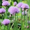 Chives - Seed -Garden Care Shop chive flowering 1