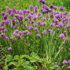Chives - Seed -Garden Care Shop chives 1410611 960 720 2