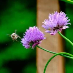 Chives - Seed -Garden Care Shop chives and bee