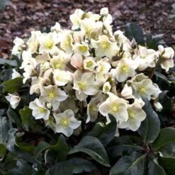 Hellebore Cinnamon Snow - Winter Rose -Garden Care Shop cinnamon snow garden