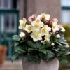 Hellebore Cinnamon Snow - Winter Rose 1 Hellebore Cinnamon Snow - Winter Rose -Garden Care Shop cinnamon snow potted