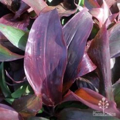 Cordyline Fruticosa Dr Brown -Garden Care Shop cordyline dr brown leaf