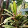 Cordyline Fruticosa Early Morning Diamond -Garden Care Shop cordyline pink stripe roma