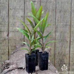 Cordyline Fruticosa Purple Prince -Garden Care Shop cordyline purple prince pots 1