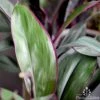 Cordyline Fruticosa Purple Prince -Garden Care Shop cordyline purple prince 2