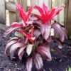 Cordyline Fruticosa Dr Brown -Garden Care Shop cordyline dr brown 2