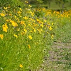 Coreopsis - Seed 11 Coreopsis - Seed -Garden Care Shop coreopsis border