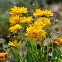 Coreopsis - Seed 9 Coreopsis - Seed -Garden Care Shop coreopsis flowers