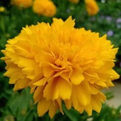 Coreopsis - Seed 10 Coreopsis - Seed -Garden Care Shop coreopsis grandiflora