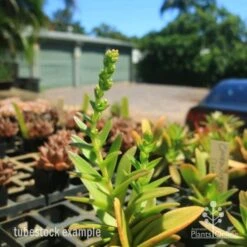 Crassula Campfire - Succulent -Garden Care Shop crassula campfire flowering 500