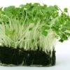 Cress - Seed 1 Cress - Seed -Garden Care Shop cress growing 500