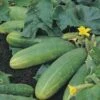 Cucumber Spacemaster - Seed 2 Cucumber Spacemaster - Seed -Garden Care Shop cucumber spacemaster