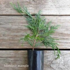 Cupressocyparis Naylors Blue - Leyland Cypress -Garden Care Shop cupressocyparis naylors blue 1 edited