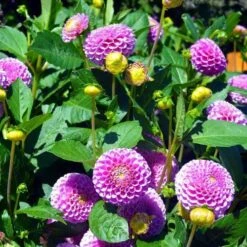 Dahlia Pompon Mix - Seed 7 Dahlia Pompon Mix - Seed -Garden Care Shop dahlia pink pompom
