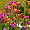 Dahlia Pompon Mix - Seed -Garden Care Shop dahlia pompoms
