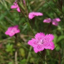 Dianthus - Maiden Pink - Seed -Garden Care Shop dianthus maiden 2