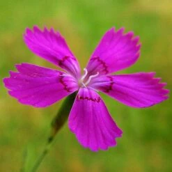 Dianthus - Maiden Pink - Seed -Garden Care Shop dianthus maiden 3