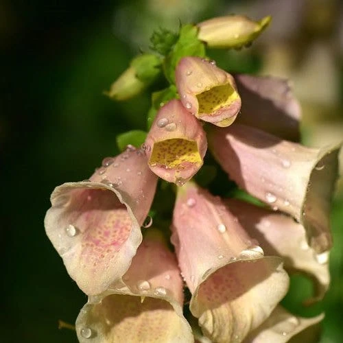 Foxglove Sutton's Apricot - Seed 4 Foxglove Sutton's Apricot - Seed - Image 2