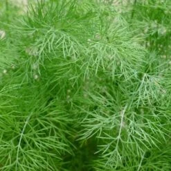 Dill - Seed 6 Dill - Seed -Garden Care Shop dill foliage