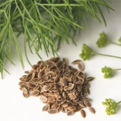 Dill - Seed 7 Dill - Seed -Garden Care Shop dill seed leaf flower