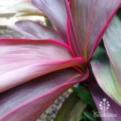 Garden Care Shop -Garden Care Shop dsc 6441 2