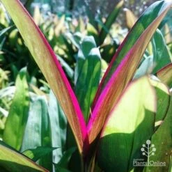 Cordyline Fruticosa Purple Prince -Garden Care Shop dsc 6544 2