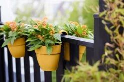 Elho Vibia Campana Flower Twin 21cm - Honey Yellow