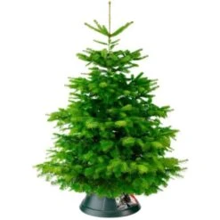 Elho Nordman 39cm Green/Anthracite Tree Stand -Garden Care Shop elho nordman 39cm stand lifestyle