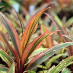 Cordyline Fruticosa Early Morning Diamond -Garden Care Shop emd plant