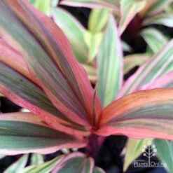 Cordyline Fruticosa Early Morning Diamond -Garden Care Shop emd top view