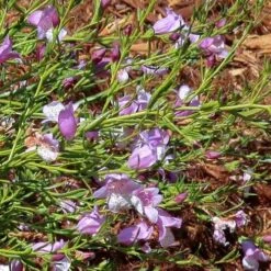 Eremophila Summertime Blue - Emu Bush 13 Eremophila Summertime Blue - Emu Bush -Garden Care Shop eremophila summertime blue flickr cultivar413 crop