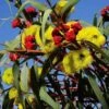 Australian Wildflower Illyarrie Redcap Gum - Seed -Garden Care Shop eucalyptus illyarrie redcap