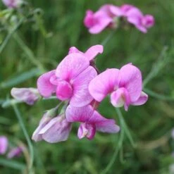 Sweet Pea Everlasting Mix - Seed -Garden Care Shop everlasting pea pink closeup