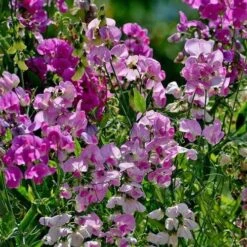 Sweet Pea Everlasting Mix - Seed -Garden Care Shop everlasting peas in sun