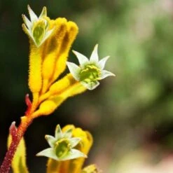 Anigozanthos Yellow Gem - Kangaroo Paw -Garden Care Shop flannel flowers yellow 2 1