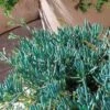 Senecio Chalk Sticks - Succulent -Garden Care Shop flickr cultivar413 crop 2