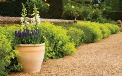 Apta Himalaya Traditional Planter 44Cm