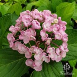 Hydrangea Ayesha -Garden Care Shop hydrangea ayesha flower