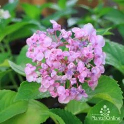 Hydrangea Ayesha -Garden Care Shop hydrangea ayesha lilac